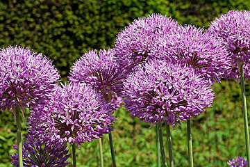 Allium [ndash] prydløg