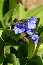 Pulmonaria angustifolia