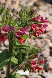 Pulmonaria rubra