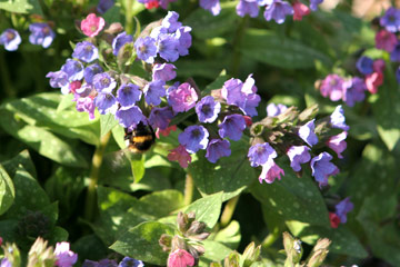 Pulmonaria Stiriaca