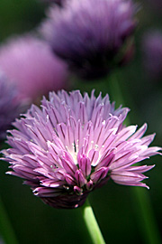 Purløgsblomster er smukke