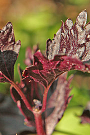 Basilikumsorten ‘Red Ruffles’