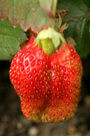 Remonterende jordbær