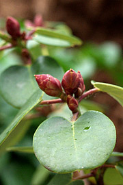 Rhododendron