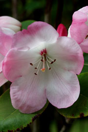 Rhododendron