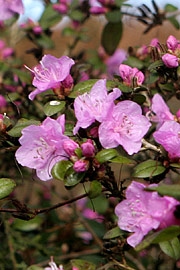 rhododendron