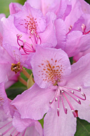 Der findes mange meget flotte rhododendron, som blomstrer netop nu.