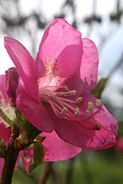 Rhododendron albrechtii