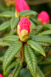 Rhododendron i knop i februar, Rhododendron hirtipes.