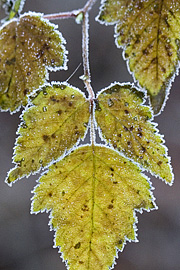 Rimfrost på blad