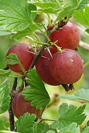 Stikkelsbær Rød Hinnomaki
