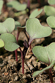 Udplantningsplanterne vokser langsomt