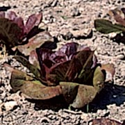 Rødbladet salat