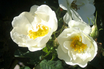 Rosa alba ‘Suaveolens’