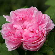 engelsk rose