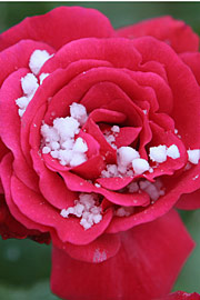 Rose med hagl