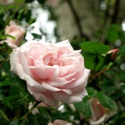 New Dawn rose