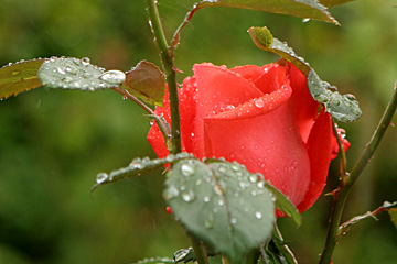 rose i regnvejr