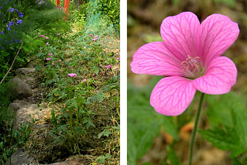 Bed med geranium