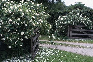 Rosa alba blomster