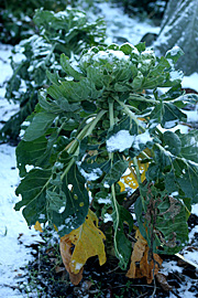 rosenkål i frost