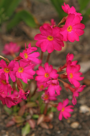 Rosenprimula