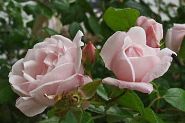 roser