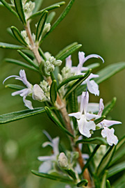 Rosmarin i blomst i oktober