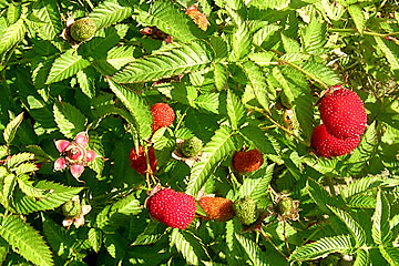 Jordbærhindbær