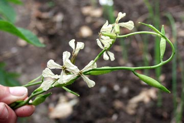 Almindelig rucola