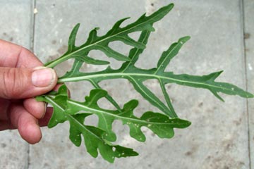 Vild rucola