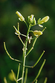 Vild rucola