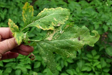 Almindelig rucola