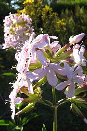 Sæbeurt, Saponaria officinalis