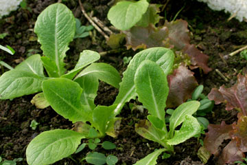 Salatplanter