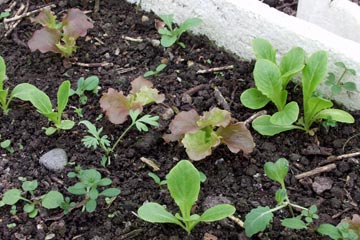 Salatsmåplanter