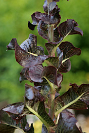Mørkbladet salatplante