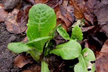 Salatplante i december