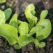 salatplanter