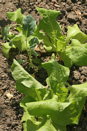 Tørkeramte salatplanter