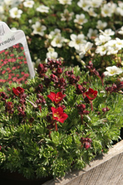 Saxifraga × arendsii hedder på dansk allemandsstenbræk.