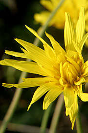 Skorzonerrod i blomst i november