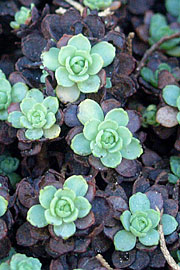 Sedum pachyclados