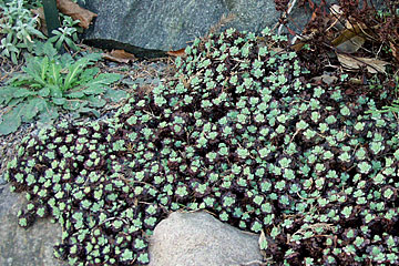 Sedum pachyclados