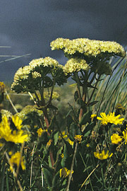 Sedum telephium