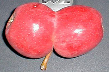 Siamesiske æbler