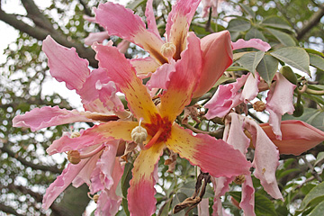 Silk Floss Trees i Valencia har store flotte lyserøde blomster