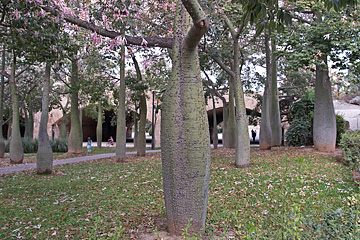 Silk Floss Trees i Valencia