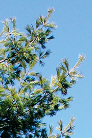 Silkefyr, Pinus peuce
