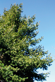 Silkefyr bliver et kæmpetræ, som passer bedst til store haver og parker.